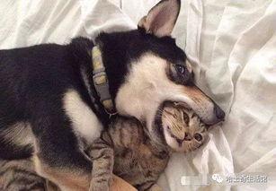 巨猫官方最新爆料英剧猫 第1张 巨猫官方最新爆料英剧猫 第1张